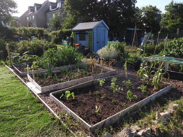 Allotment Summer 2022 18